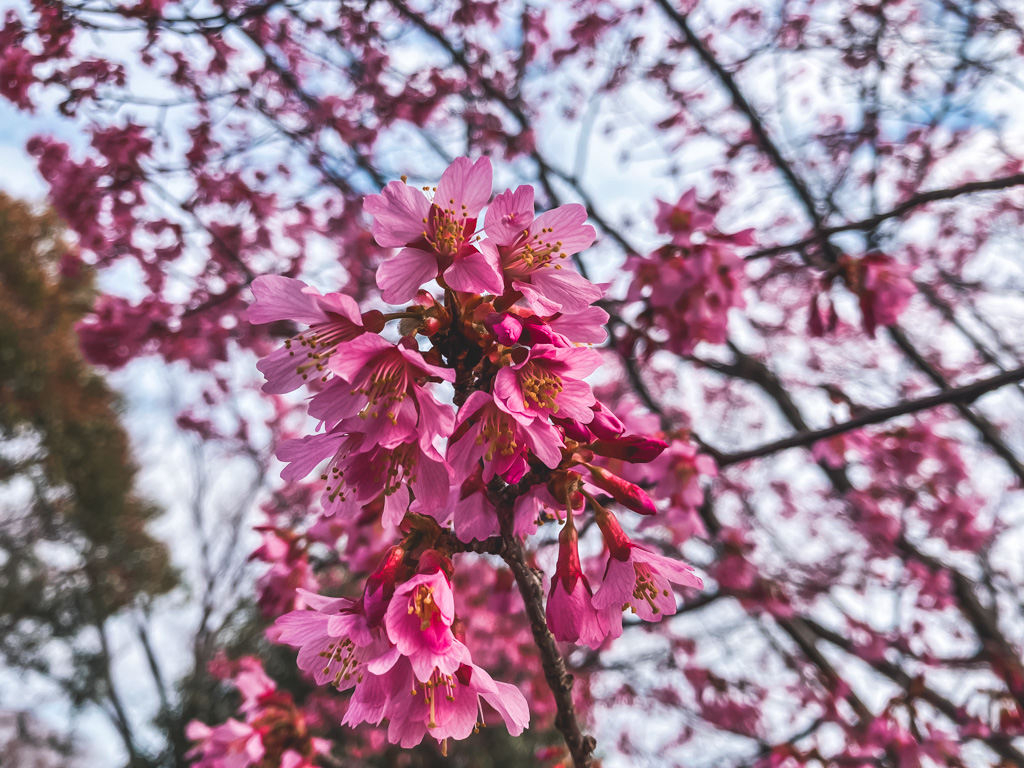 Early Blossoms In Spring 3