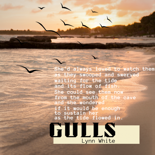 Gulls - Lynn White